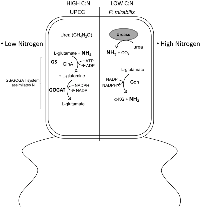 Model describing the differential effect of <i>E. coli</i> and <i>P. mirabilis</i> metabolism on the C/N ratio within the urinary tract.