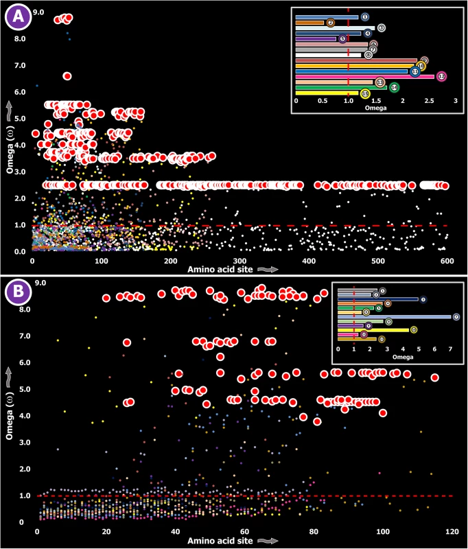 Molecular evolution of venom in advanced snakes (A) and cone snails (B).