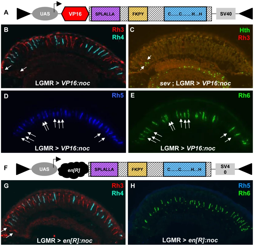 VP16- and <i>en</i>[R]-fusions of Noc specifically affect R8 rhodopsin expression.
