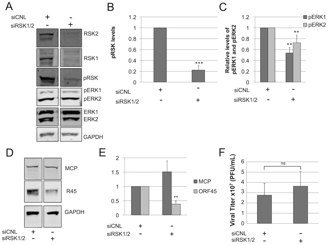 RSK is not required for ERK activation.