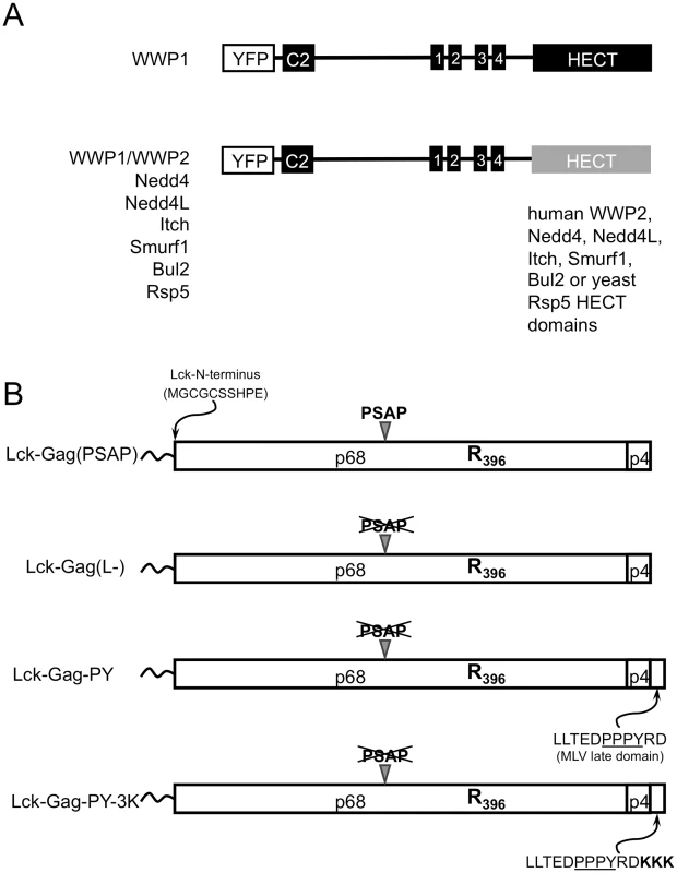 Constructs used in this study.