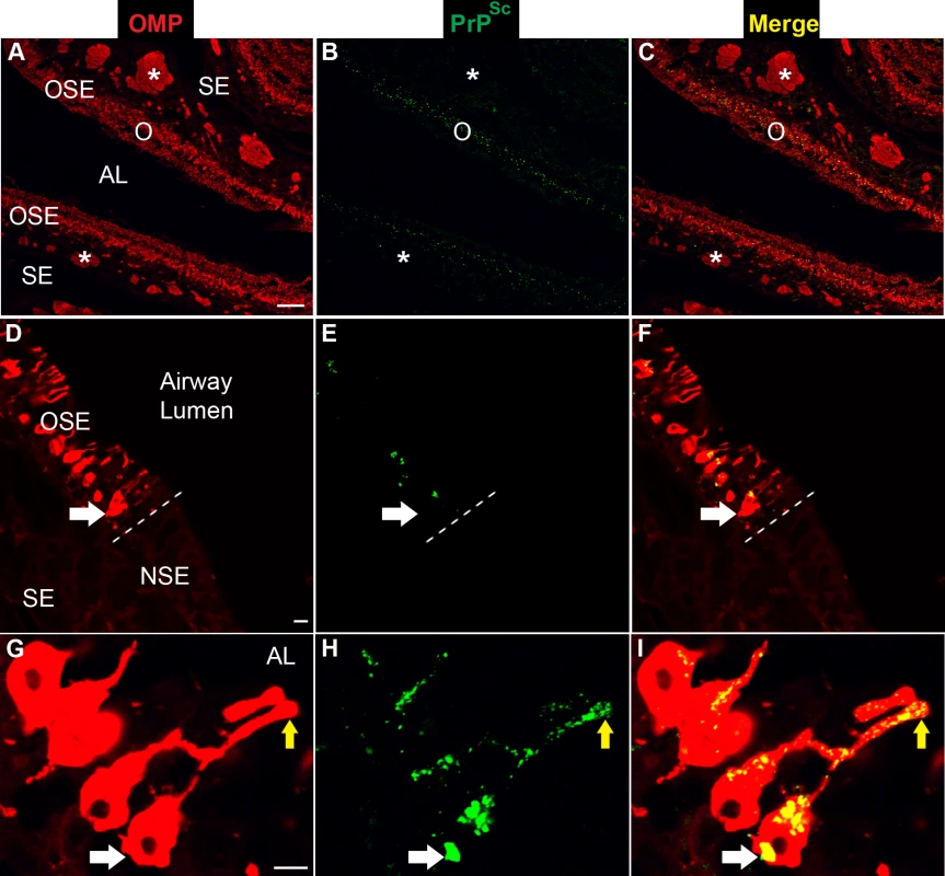 Distribution of PrP<sup>Sc</sup> in olfactory sensory epithelium following intra-olfactory bulb inoculation of the HY TME agent.