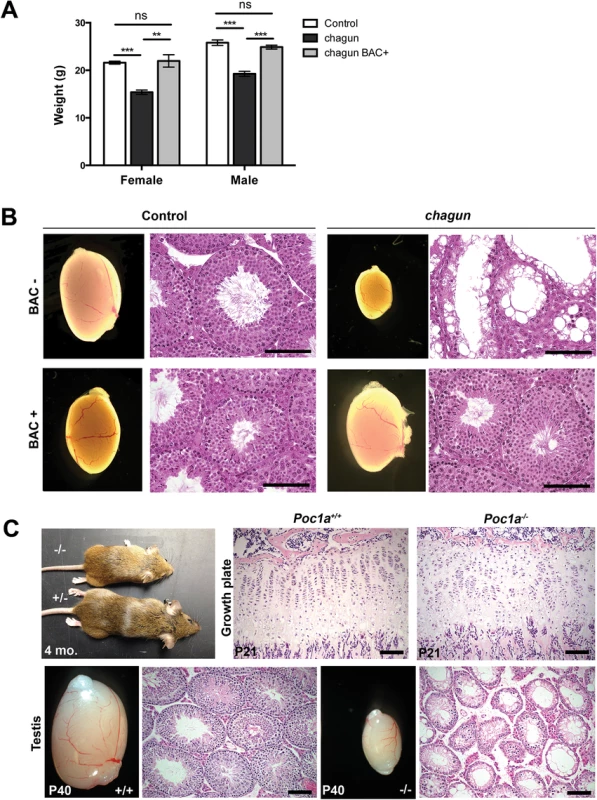 A <i>Poc1a</i> BAC transgene rescues <i>chagun</i>, and a null allele phenocopies <i>chagun</i>.