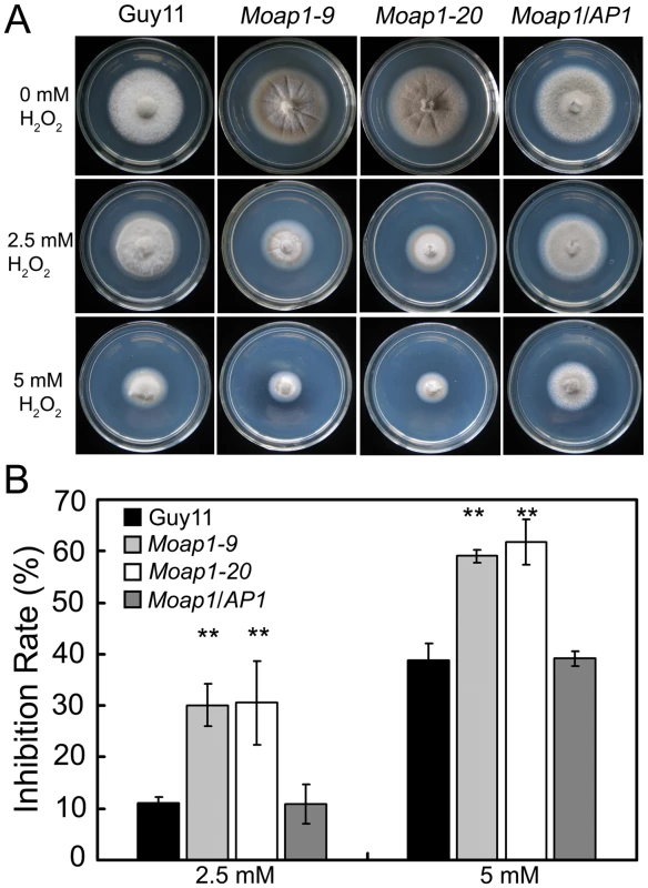 The <i>Moap1</i> deletion mutants are hypersensitive to H<sub>2</sub>O<sub>2</sub>.