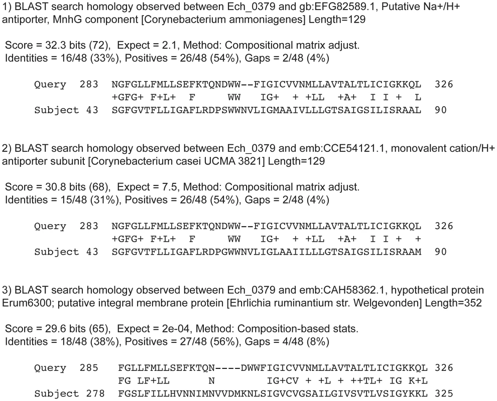 Basic Local Alignment Search Tool (BLAST) homology search analysis of Ech_0379.