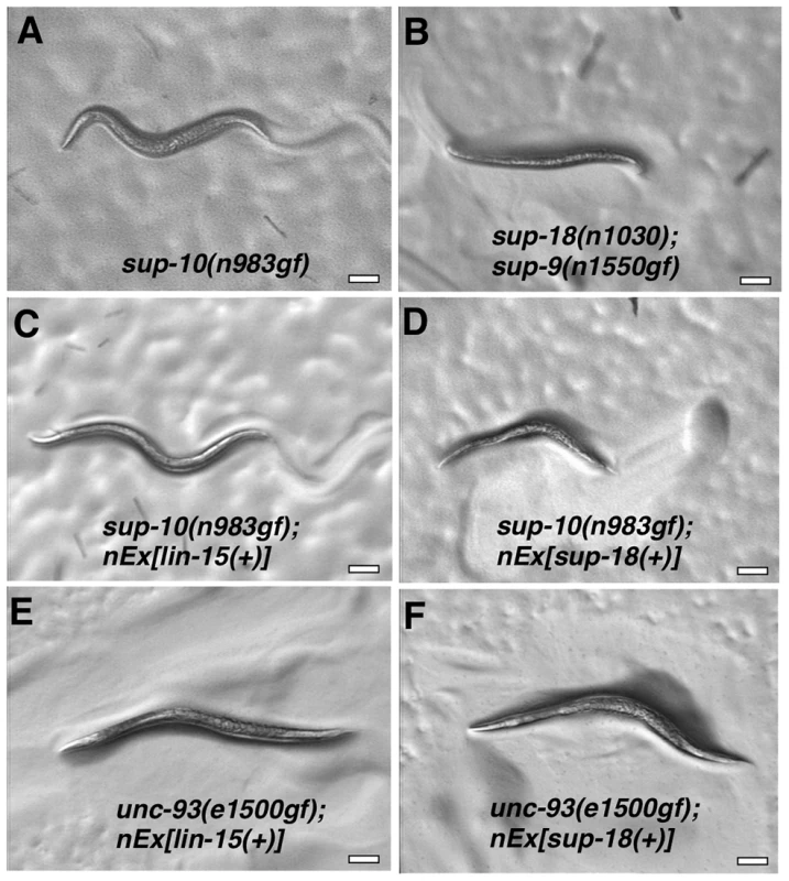 Overexpression of a <i>sup-18</i> transgene enhances the rubberband Unc phenotype of <i>sup-10(n983gf)</i> but not <i>unc-93(e1500gf)</i> mutants.