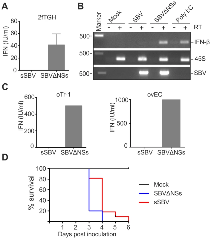 SBVSΔNSs induces the production of IFN.