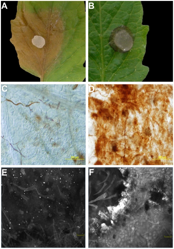 The oxalic acid (OA) deficient mutant strain (A2) induces an HR-like response.