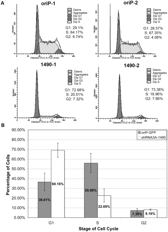 Knockdown of EBNA-3A results in G0/G1 cell-cycle arrest.