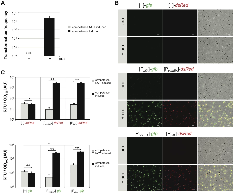 Artificial induction of natural transformation by expression of the competence regulatory gene <i>tfoX in cis</i>.