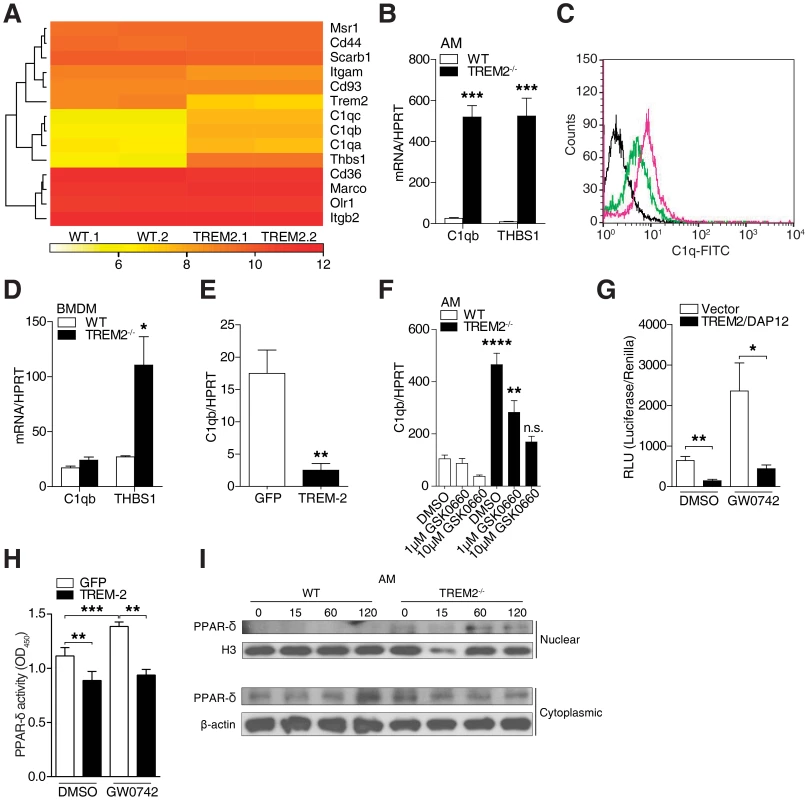 Elevated C1q production via PPAR-δ in TREM-2 deficient AM.