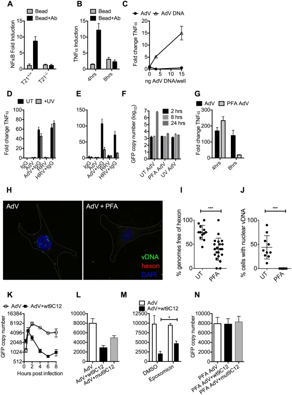 Antibody-dependent uncoating reveals viral genomes.
