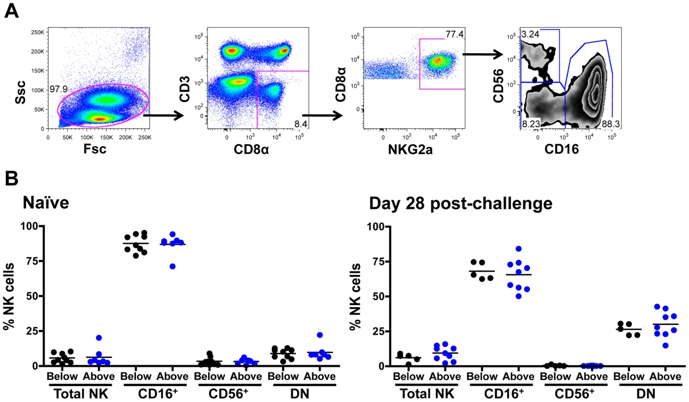 Distribution of peripheral blood NK cell subsets in <i>Mamu-A*01</i><sup>–</sup> rhesus monkeys.