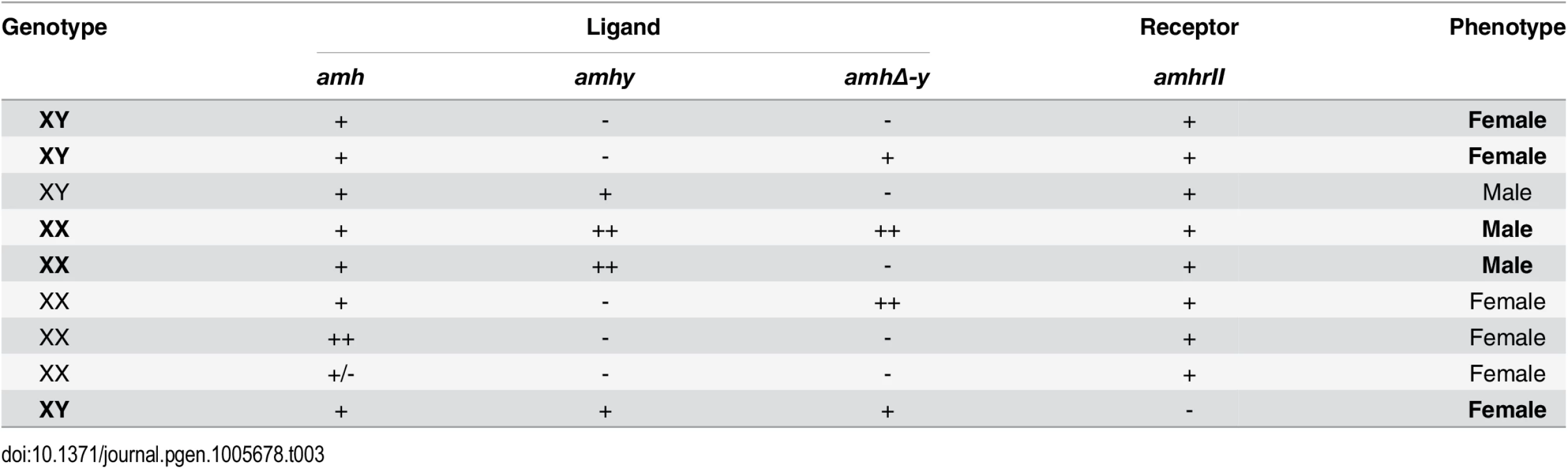 Overview of the <i>amh</i>, <i>amhy</i>, <i>amhΔ-y</i> and <i>amhrII</i> in tilapia sex determination.