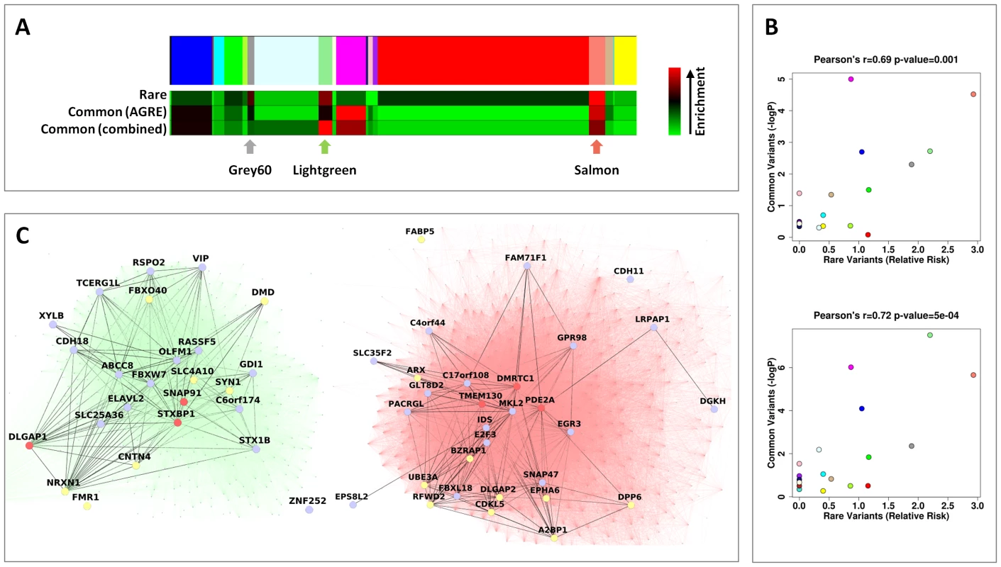 Rare and common variations in ASD perturb shared neuronal modules.