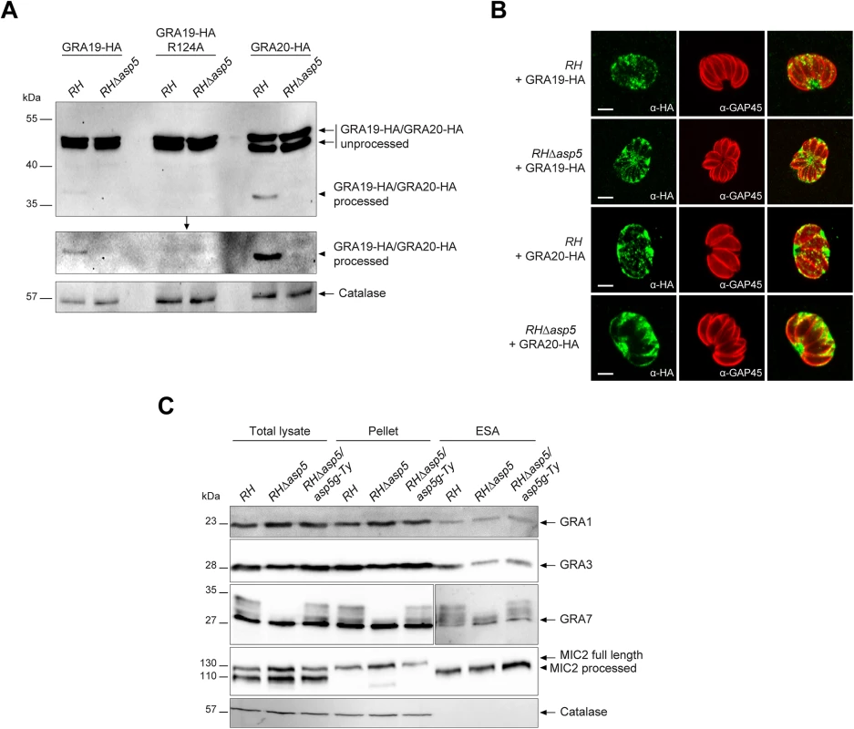 ASP5 mediates the cleavage of PEXEL-like motif-containing proteins but does not impact on dense granule secretion.