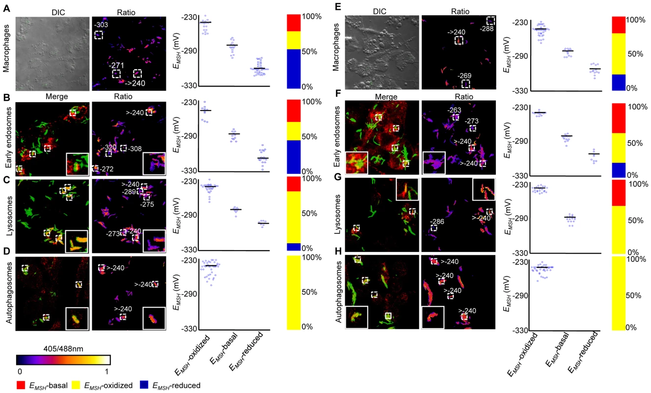 Redox heterogeneity in drug-resistant patient isolates during infection.