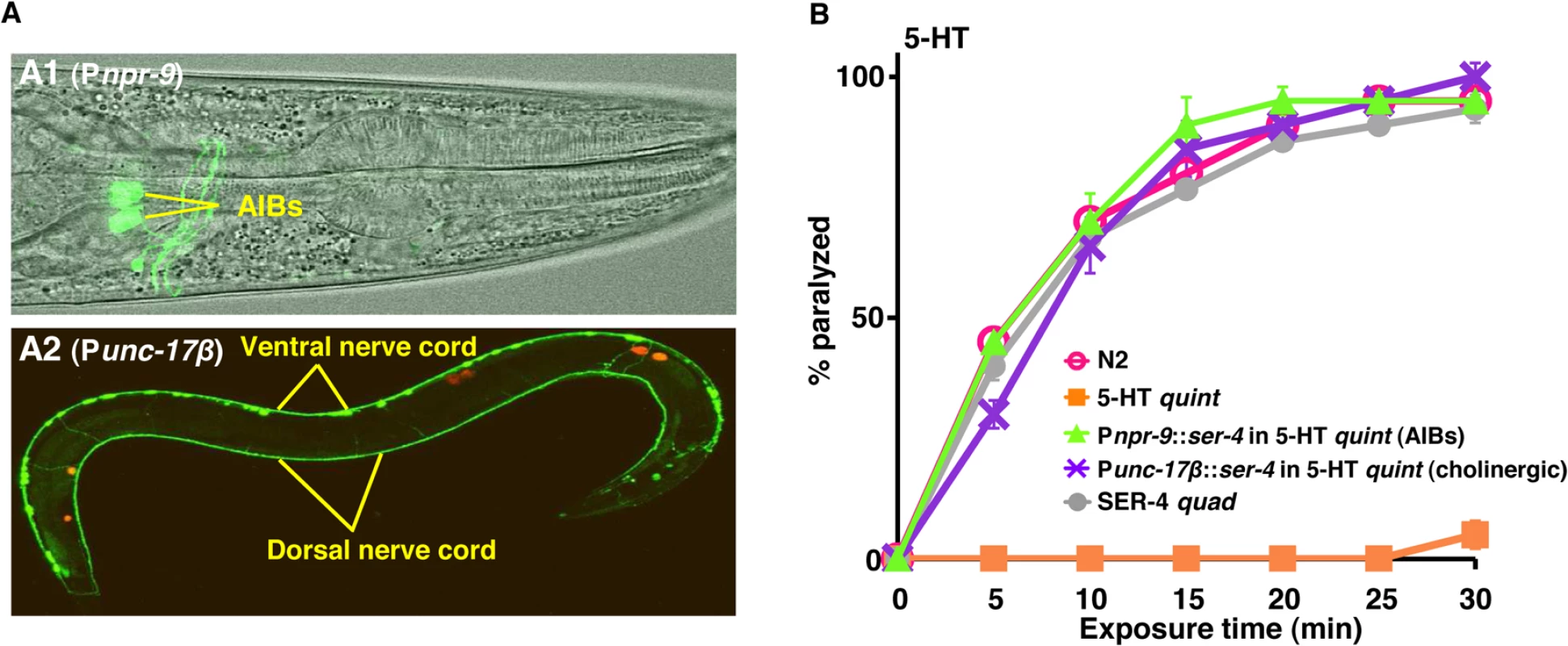 The 5-HT/SER-4-dependent inhibition of either the AIB interneurons or cholinergic motor neurons causes locomotory paralysis.
