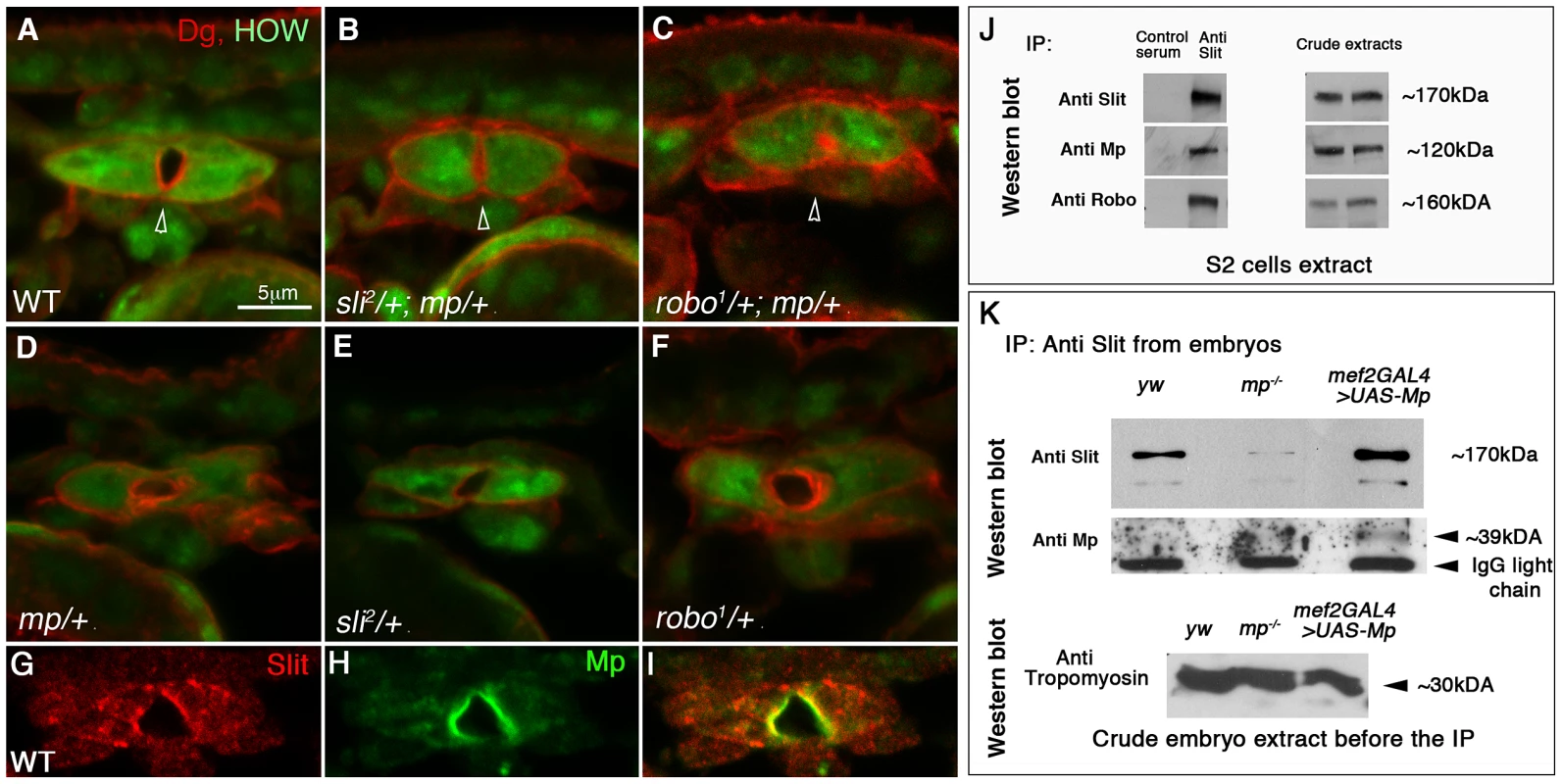 Genetic and physical association between Mp, Slit and Robo.
