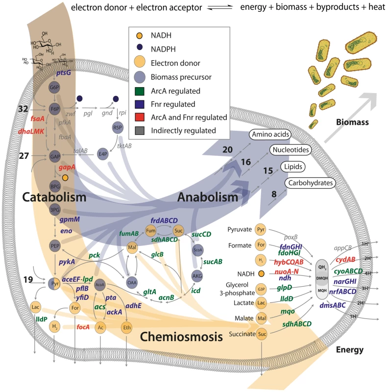 ArcA and Fnr ubiquitously regulate the three branches of metabolism.