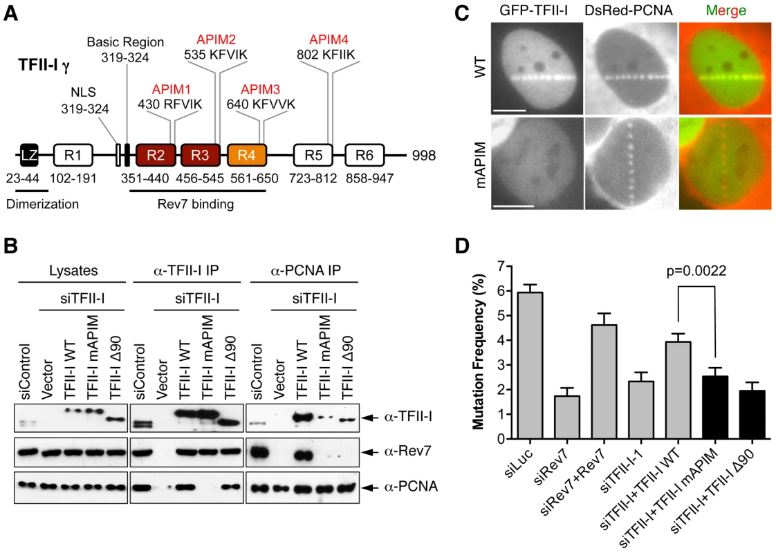 The PCNA-binding motifs and N-terminal region of TFII-I are required for translesion synthesis.