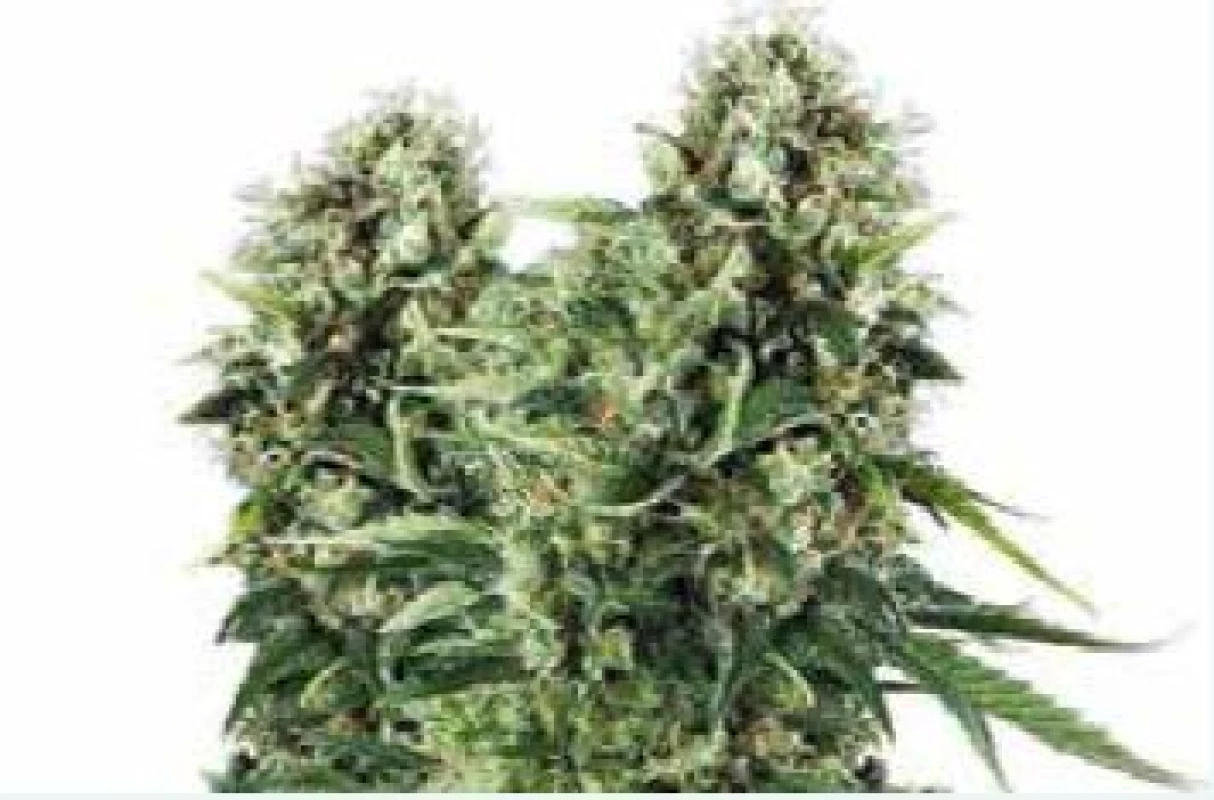 Cannabis sativa