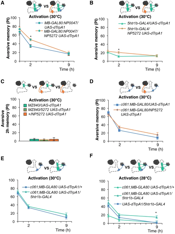 Combinatorial activation of different dopamine neurons shapes the stability of odor memory.