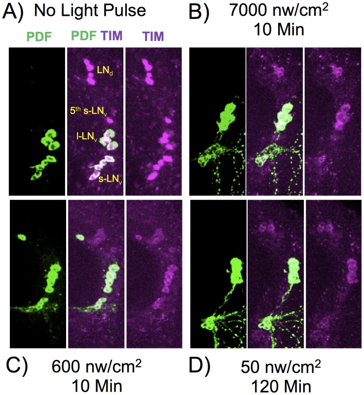 TIM and PDF immunostaining in various LNv neurons.