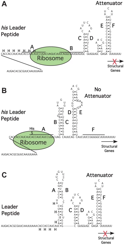 Attenuation mechanism for the regulation of the histidine biosynthetic operon of <i>Salmonella enterica</i> <em class="ref">[28]</em>.