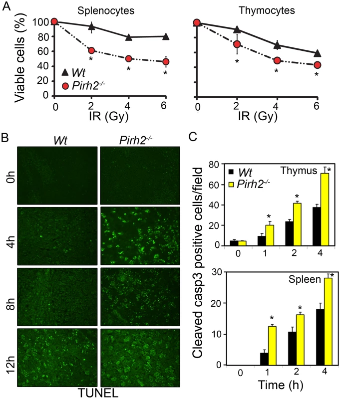 Increased Radiosensitivity in the Absence of Pirh2.