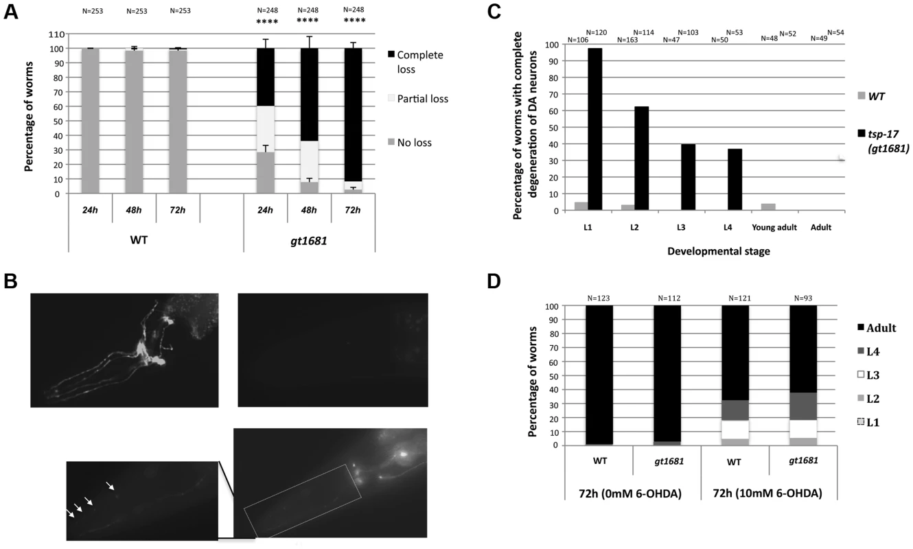 <i>gt1681</i> mutants are hypersensitive to 6-OHDA.