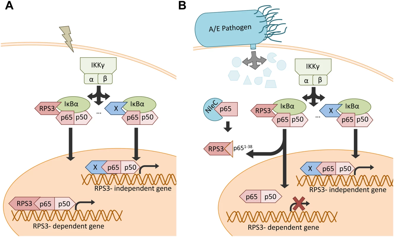 Schematic model of selective inhibition of NF-κB gene expression by the NleC-cleaved p65<sup>1–38</sup> fragment.