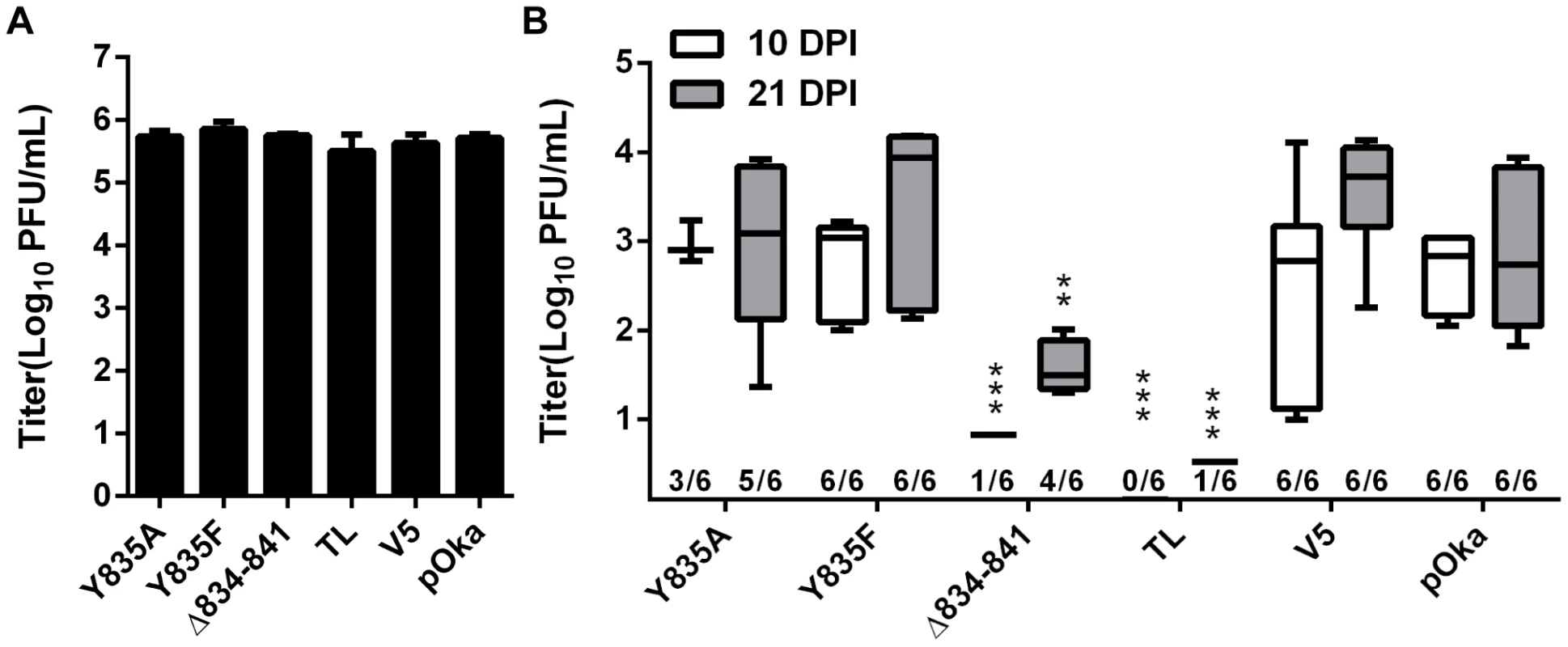 Truncation of the gHcyt restricts VZV pathogenesis in human skin xenografts.