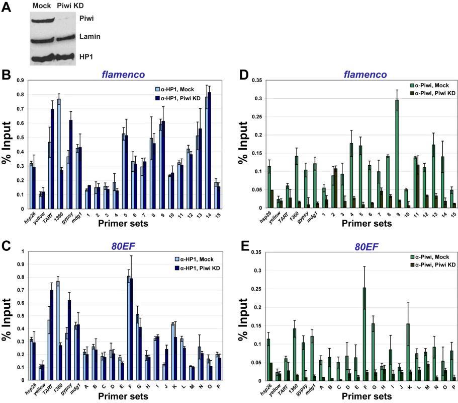 Depletion of Piwi from ovarian somatic follicle cells does not affect HP1 recruitment to piRNA clusters.