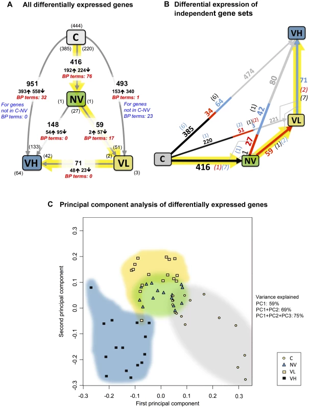 Summary of the gene expression changes in the experiment.
