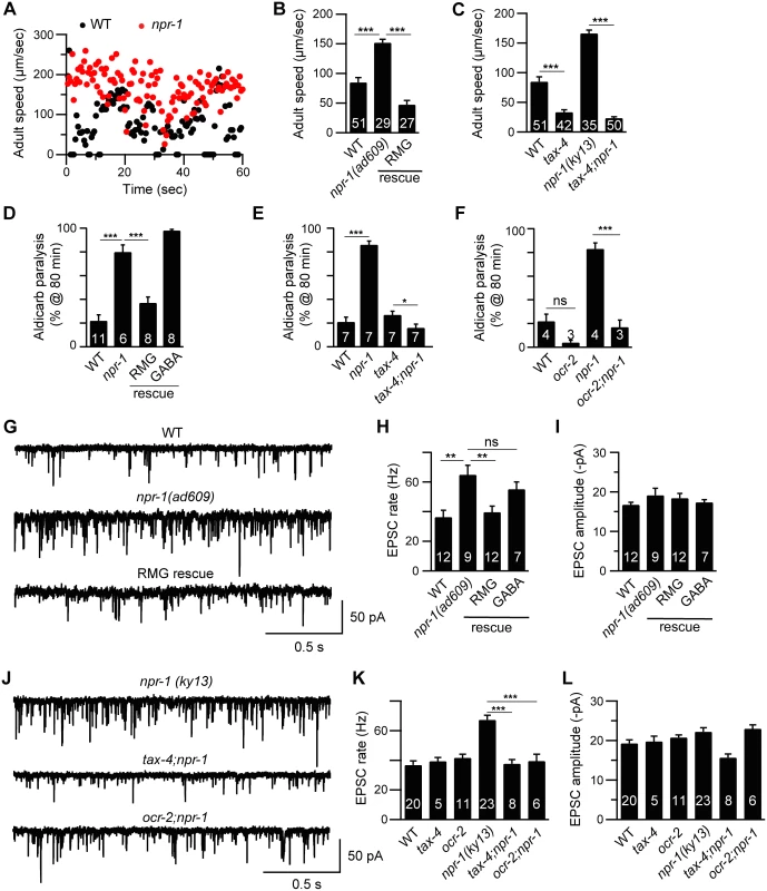 Cholinergic transmission at NMJs is enhanced by increased sensory activity in <i>npr-1</i> adults.