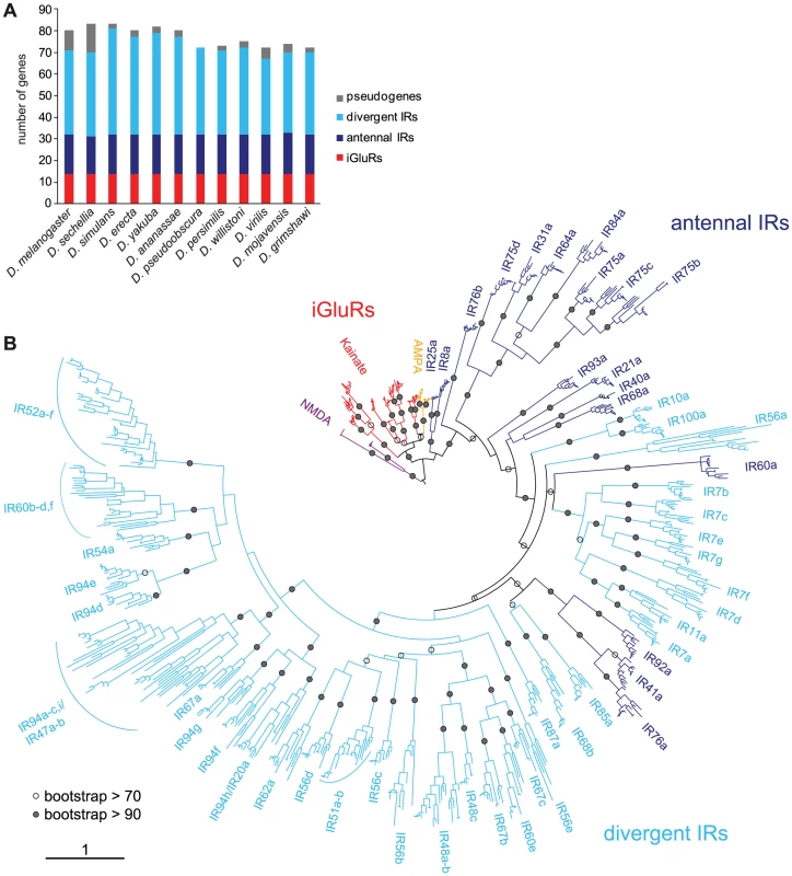 Drosophilid IR repertoires.