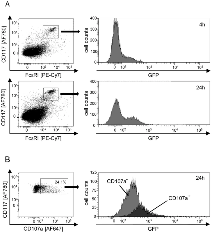 Degranulation of mast cells (MC) is triggered by direct infection <i>in vivo</i>.