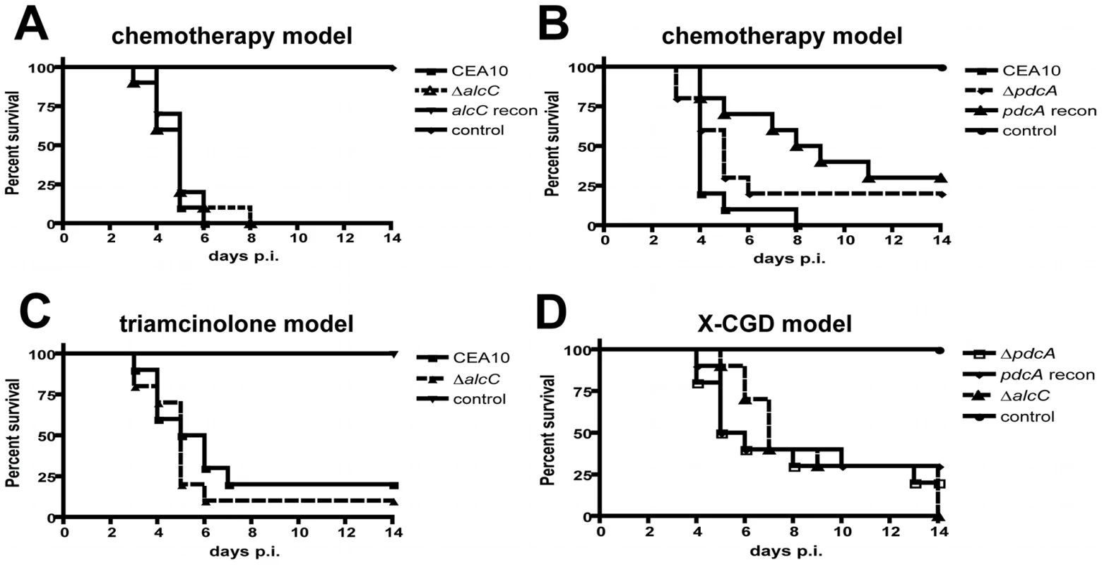 Loss of ethanol fermentation does not affect survival of <i>A. fumigatus</i> infected mice.