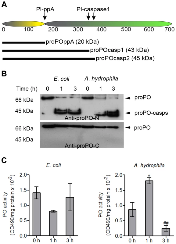 Cleavage site of caspase-1-like protein and the presence of proPO-casp fragments in plasma and the plasma PO activity after bacterial injection.