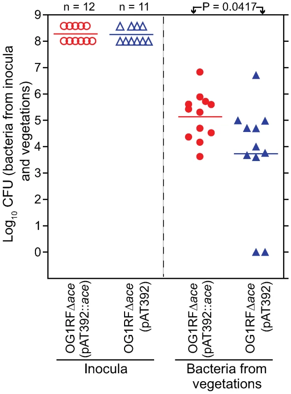 Complemented OG1RFΔ<i>ace</i> (pAT392::<i>ace</i>) [TX5647] and OG1RFΔ<i>ace</i> (pAT392) [TX5648] in early (mono-infection) colonization of aortic valves in the rat model.