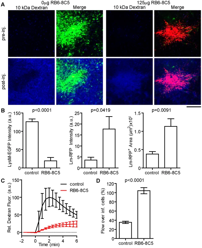 Neutrophils restrict local <i>Lm</i> growth and blood flow over infected cells.