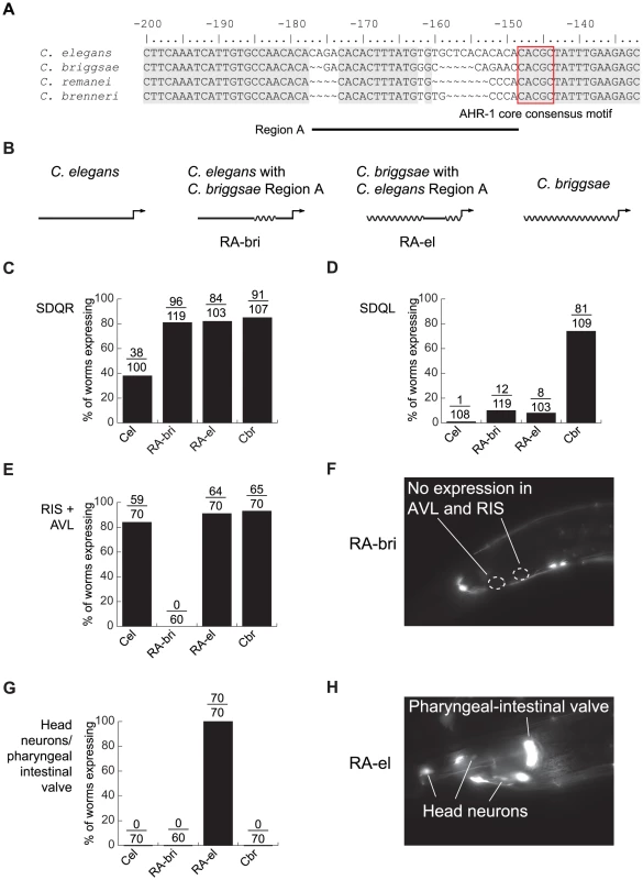 Lineage-specific coevolution within <i>unc-47</i> promoters.