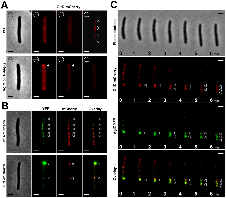 The Glt proteins localize dynamically to the AglZ-YFP clusters in a AglQ-dependent manner.