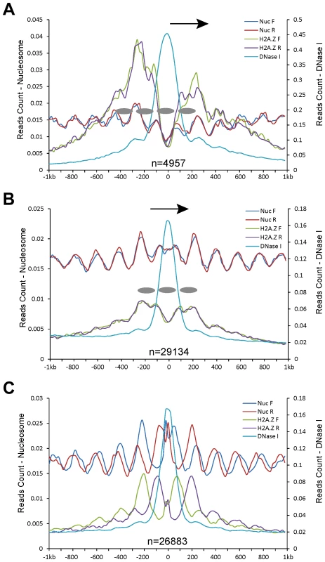 Patterns of nucleosome positioning around DHSs in the human genome.