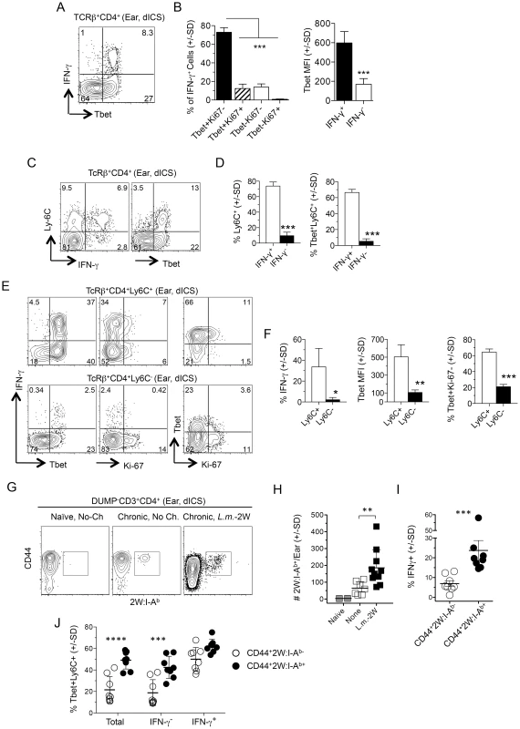 L.m.-specific cells express high levels of the differentiation markers T-bet and Ly6C at the site of challenge.