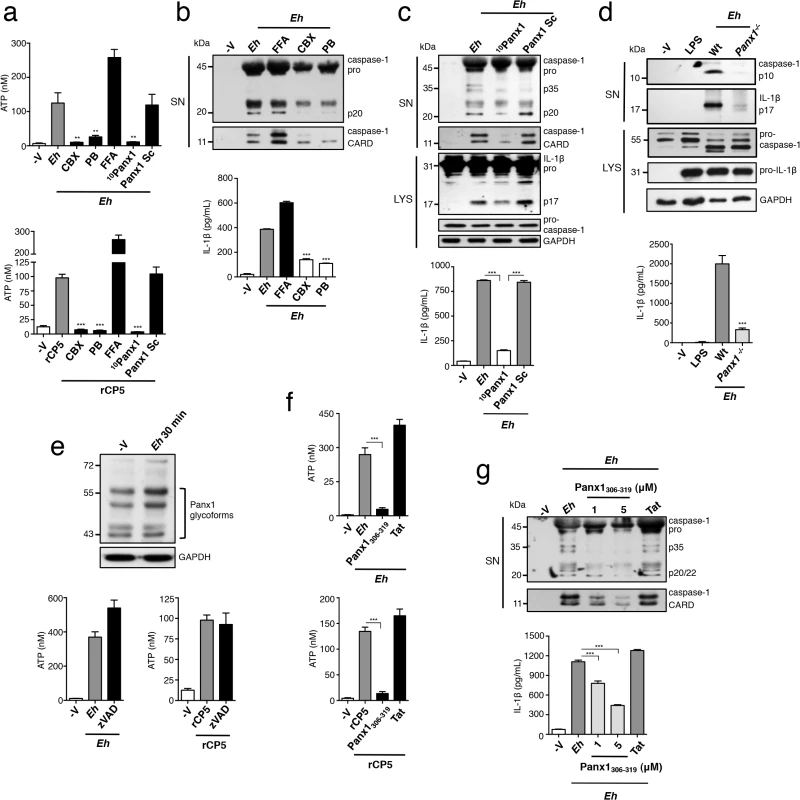 Panx-1 channels release ATP in response to <i>E</i>. <i>histolytica</i> (<i>Eh</i>).