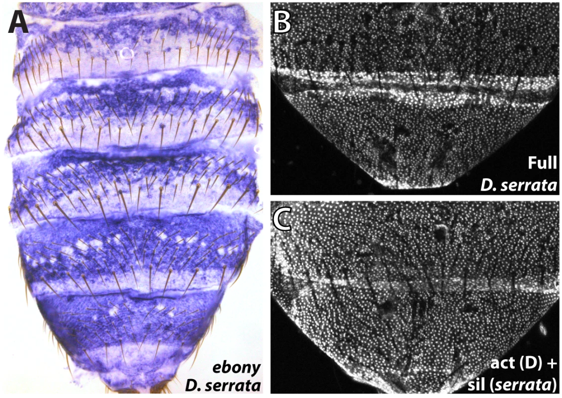 Parallel inactivation of the <i>ebony</i> upstream silencer in <i>D</i>. <i>serrata</i>.