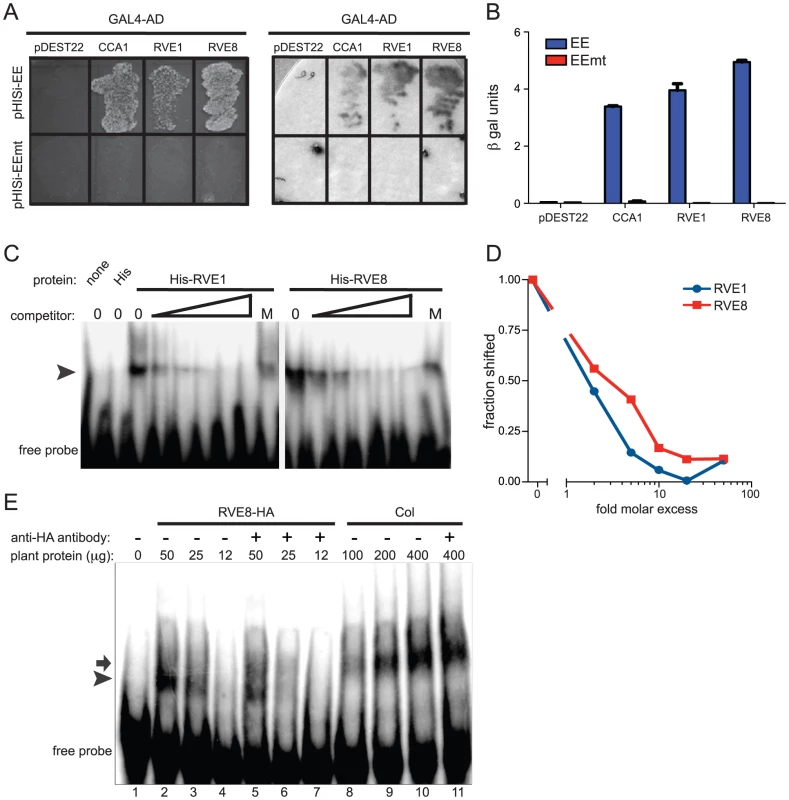 RVE8 binds specifically to the EE both <i>in vivo</i> and <i>in vitro</i>.