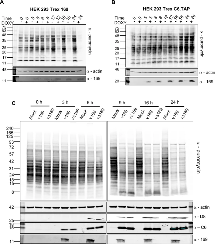 Puromycin labeling of nascent polypeptides.